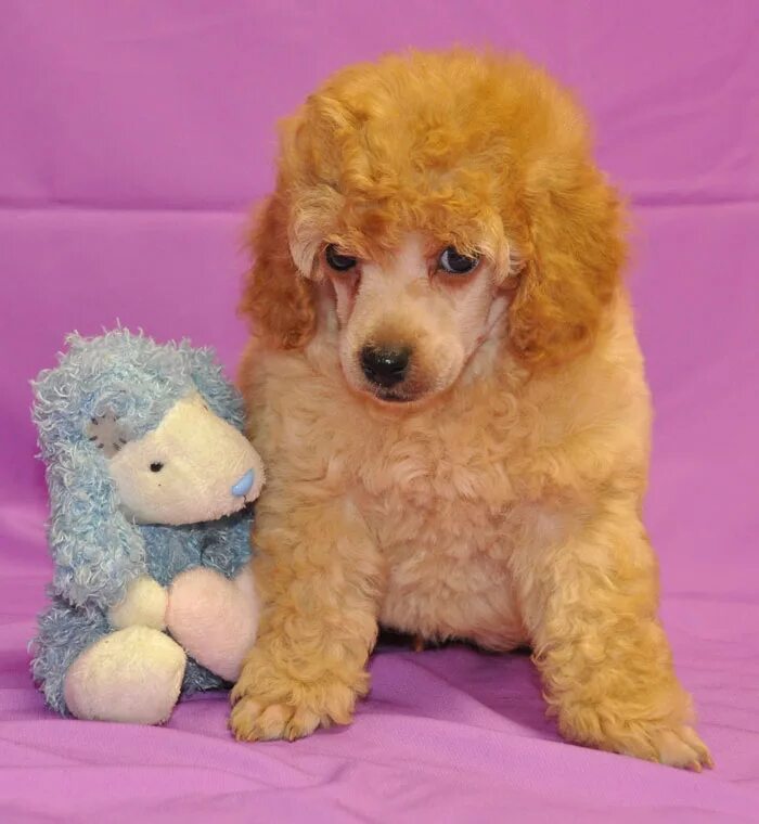 сколько лет пудель. сколько лет пудель. сколько лет пудель. сколько лет пудель. королевский пудель абрикосовый.