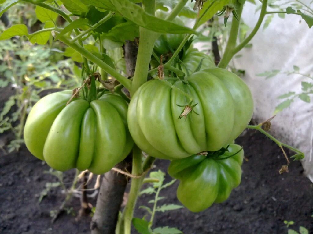 Томат красавица колледжа. Томат gigondas belle de joncuas. Томат лотарингская красавица красная (л. Томат красавица москвы. Томат красавица отзывы.