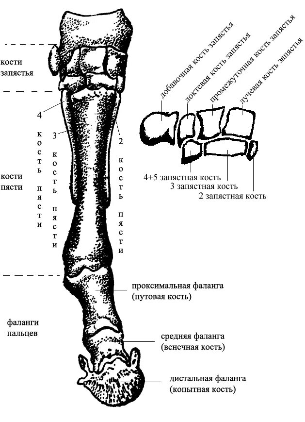 Запястье лошади