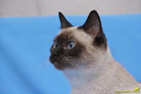 День сиамской кошки