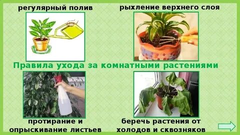 Уход за комнатными растениями презентация 1 класс