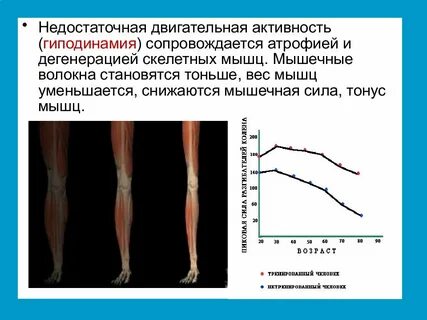 Развитие мышечных атрофий