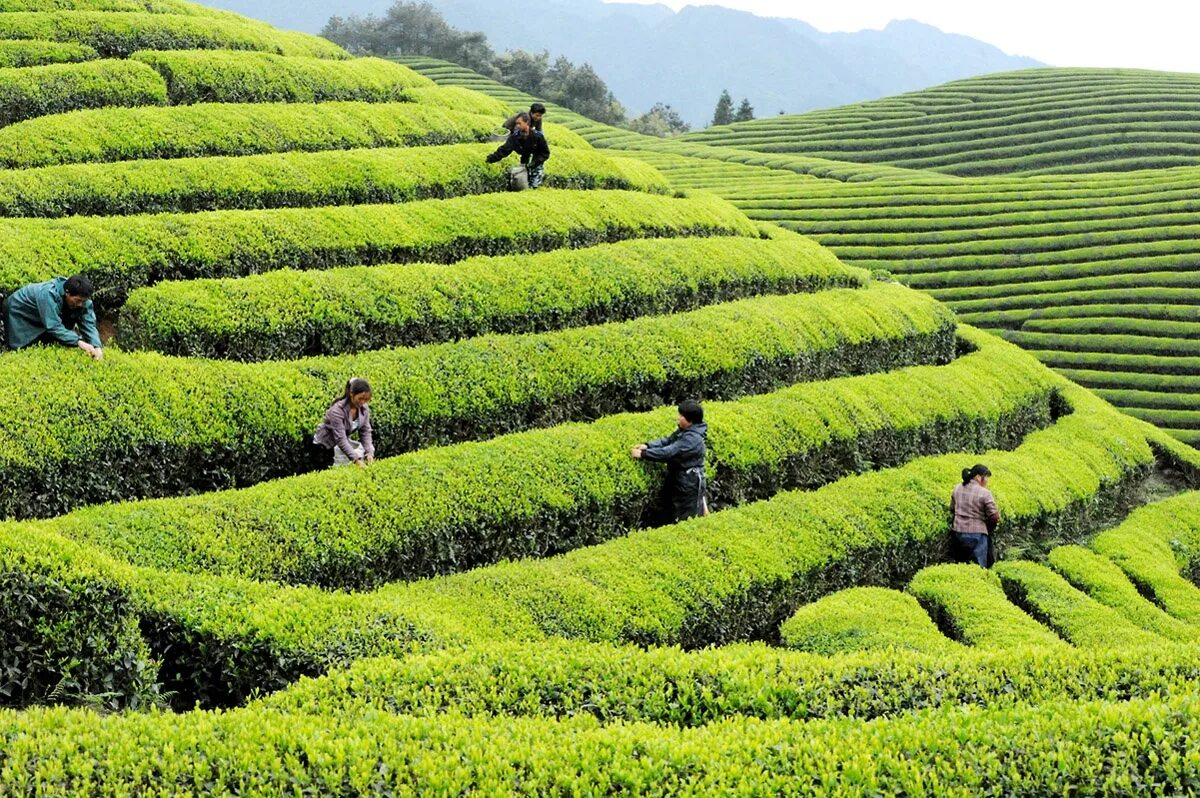 Виды плантаций. Чайные плантации в Китае. Плантации чая в Китае. ЧАЧАЙНЫЕ плантации Китай. Лунцзин плантации.