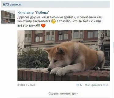 Собака ждала хозяина 10 лет