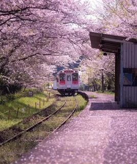 Japan train