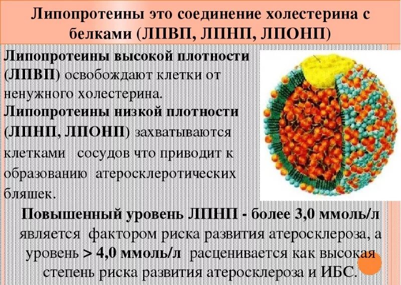 Как повысить лпвп. Липопротеиды высокой и низкой плотности. Липопротеины высокой плотности. Липопротеины низкой и высокой плотности. Холестерин и липопротеиды высокой и низкой плотности.