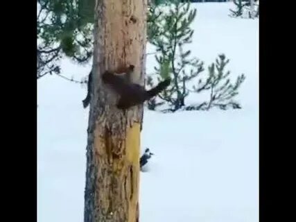 Он соболь был неумолим не столько