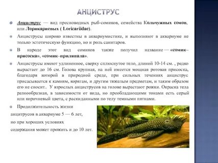 Продолжительность жизни сома