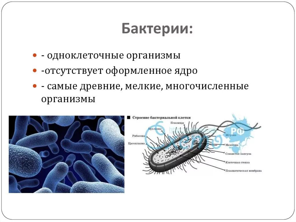 Одноклеточные организмы. Одноклеточные бактерии. Одноклеточные микроскопические организмы. Одноклеточные микроорганизмы и бактерии.