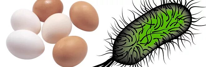 Отравление яйцами. Болезни передающиеся через куриные яйца. Отравление яйцами куриными. Отравление яйцами симптомы. Яйцами можно отравиться