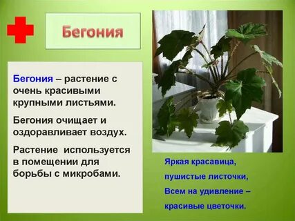 Бегония характеристика