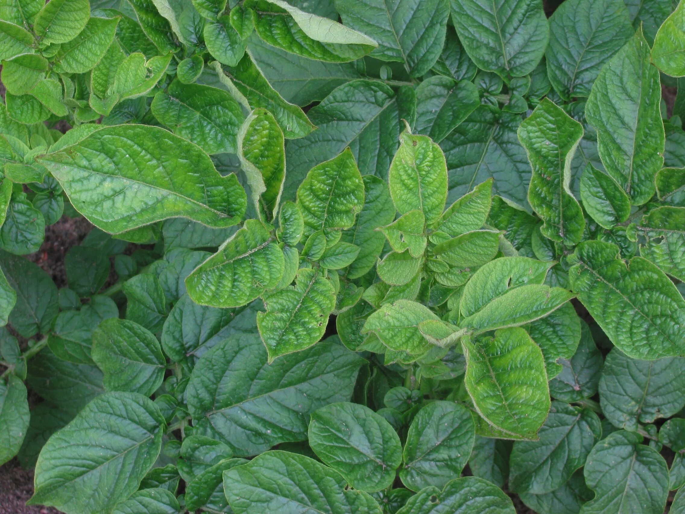 Вирус аукуба мозаики картофеля. Листья картофеля. Картофельный лист. Здоровая ботва картофеля. Картофель эволюшен ботва.