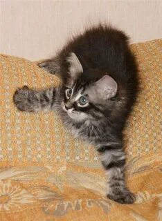 Котенок два месяца