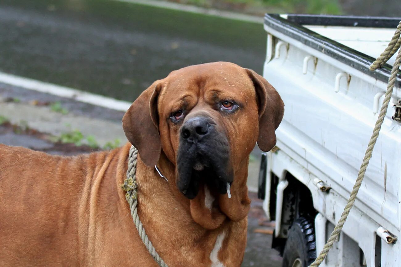 тоса ину щенки. японская тоса-ину. тоса т. порода тоса ину. тоса ину щенки.