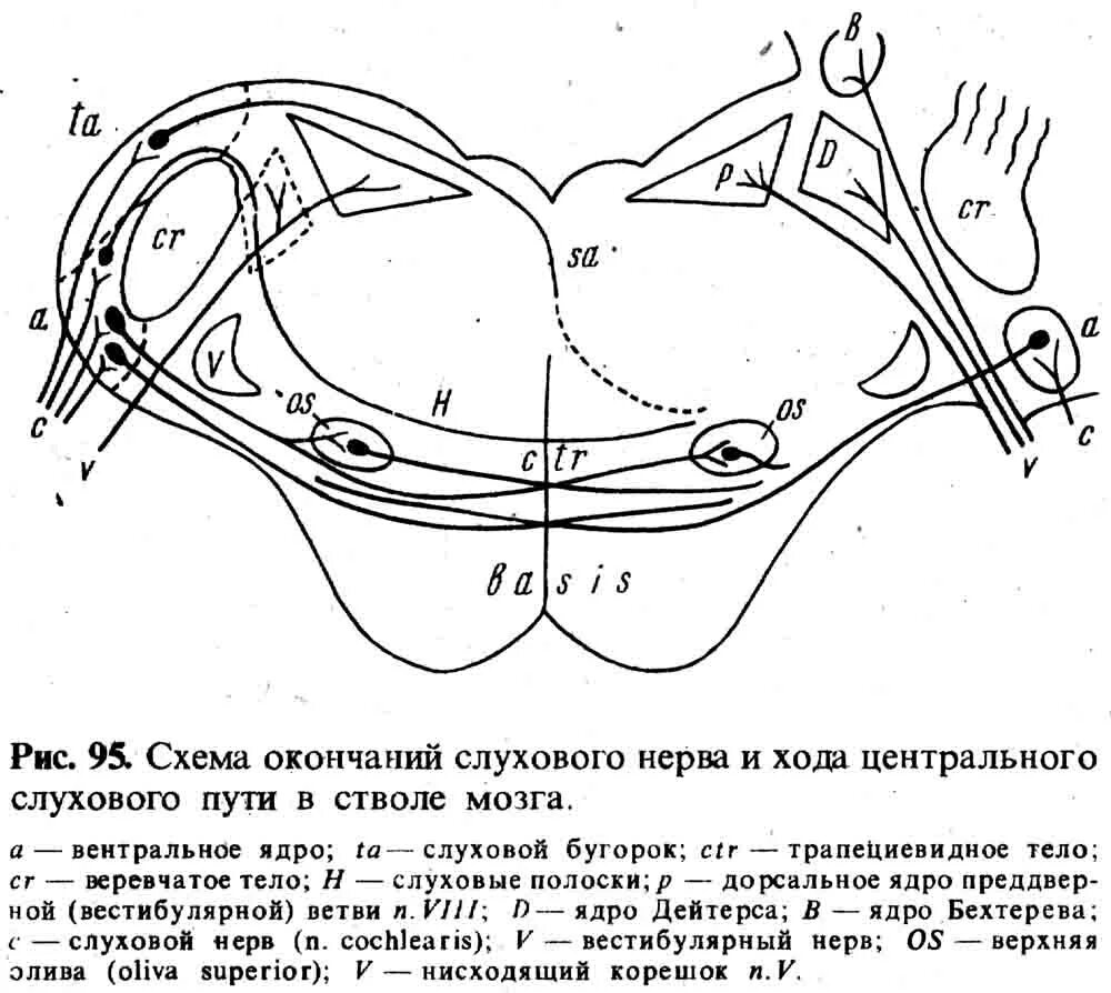 Слуховой нерв в мозге. Преддверно-улитковый нерв схема. Преддверно улитковый нерв вестибулярная часть схема. Ход преддверно улиткового нерва схема. Преддверно-улитковый нерв схема пути.