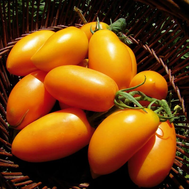 Томат сорт банан красный. Томат orange plum. томат оранжевый банан седек. томат бананчик желтый. томат сорт бананчик.