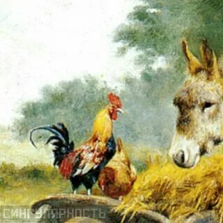 Осел петух