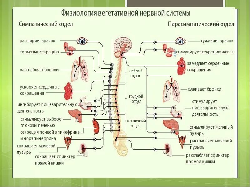 Спинной мозг вегетативная нервная система. Нарушение функции вегетативной нервной системы. Миелиновые волокна скорость проведения. Импульсы вегетативной системы. Импульсы вегетативной системы.