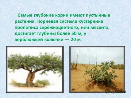 Глубокие корни растений