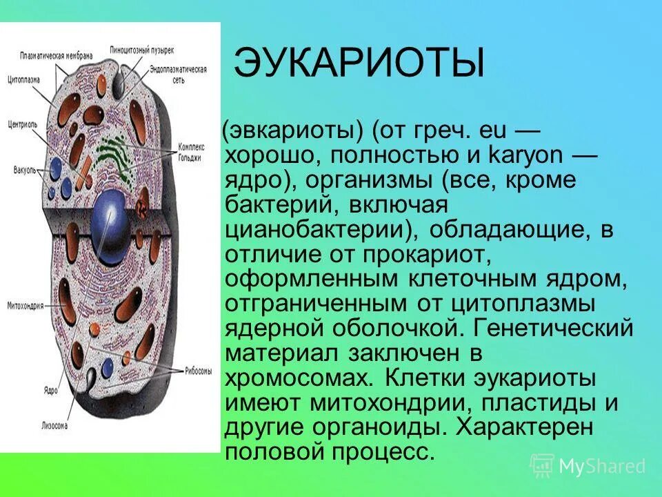Ядро эукариотической клетки и прокариотической. Ядро раст клетки строение. В клетках нет оформленного ядра. (имеющих ядро) организмам относится. В клетках нет оформленного ядра.