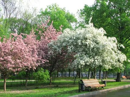 Яблони спб