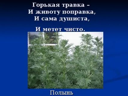 Травка живота