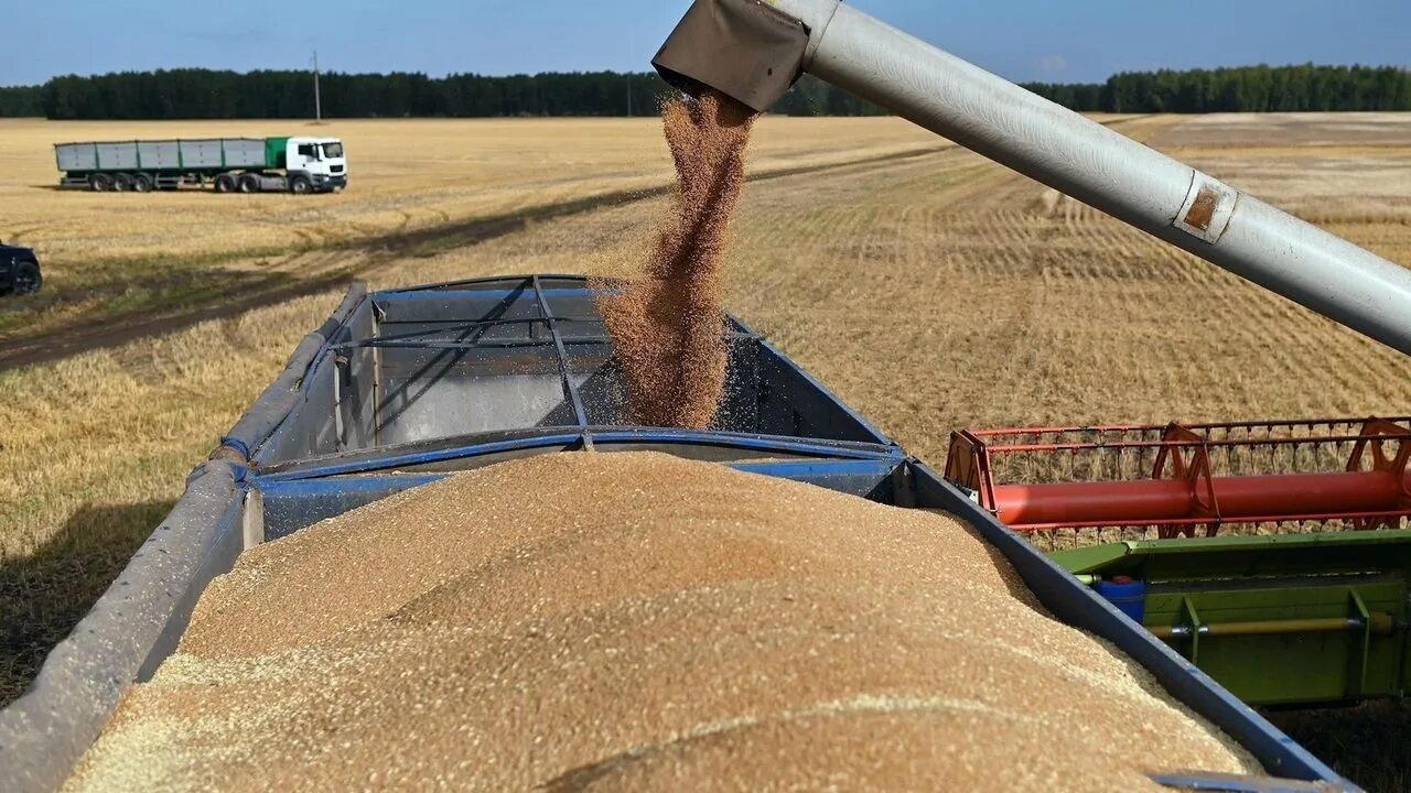 12 млн тонн. Экспорт пшеницы из Крыма. Экспорт зерна. Поставки зерна. Экспорт пшеницы из России.