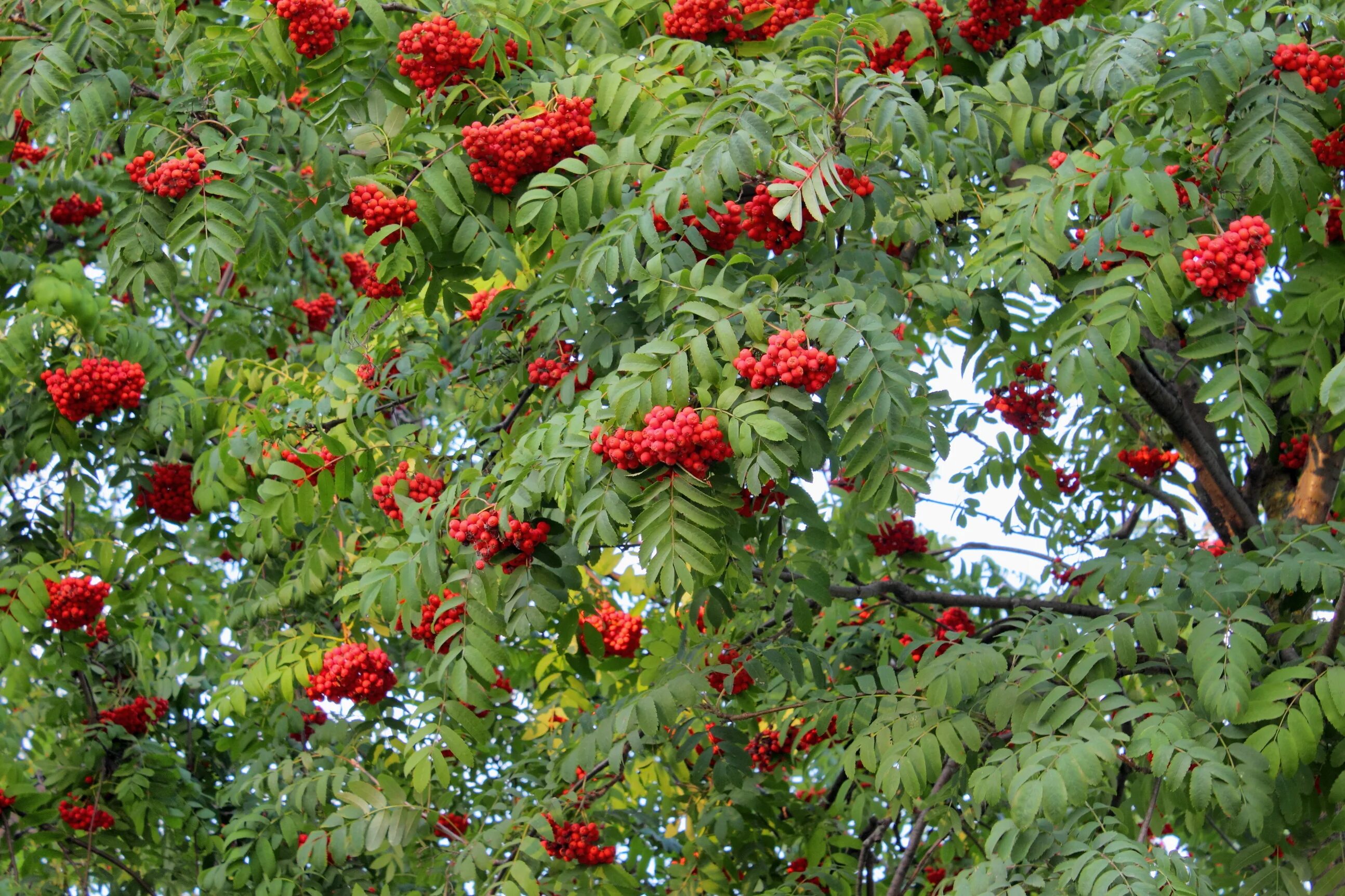 Рябина дерево. Sorbus koehneana. Рябина Додонг. Rowan рябина. Можно ли сажать рябину