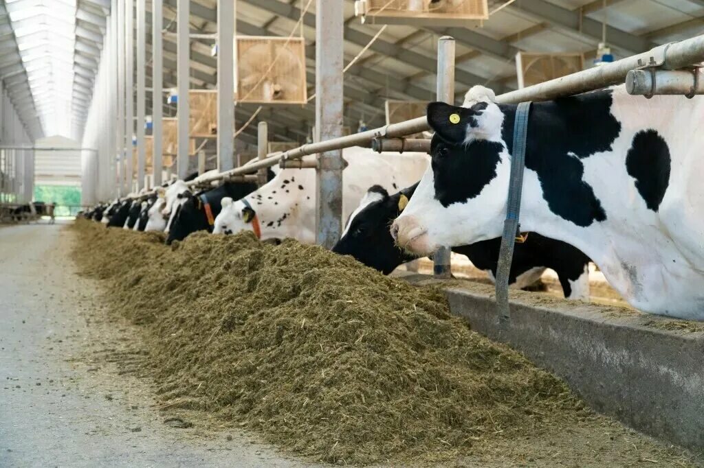 агропромкомплектация верханово. дмитров агрофирма. курский комбикормовый завод. дмитрова гора тверская область. дмитров агрофирма.