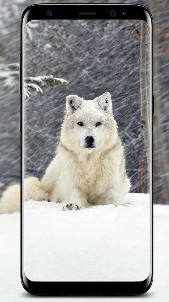 Белый волк ул виктора денисова 26 фото Golden eye Arctic wolf, Polar bear, Beautiful wolves
