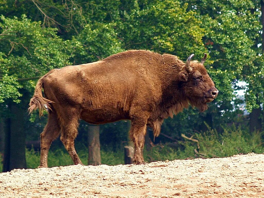 Зубры бобры. Беловежская пуща зубры. Европейский ЗУБР. ЗУБР Bison bonasus. Европейский Бизон в Беловежской пуще.