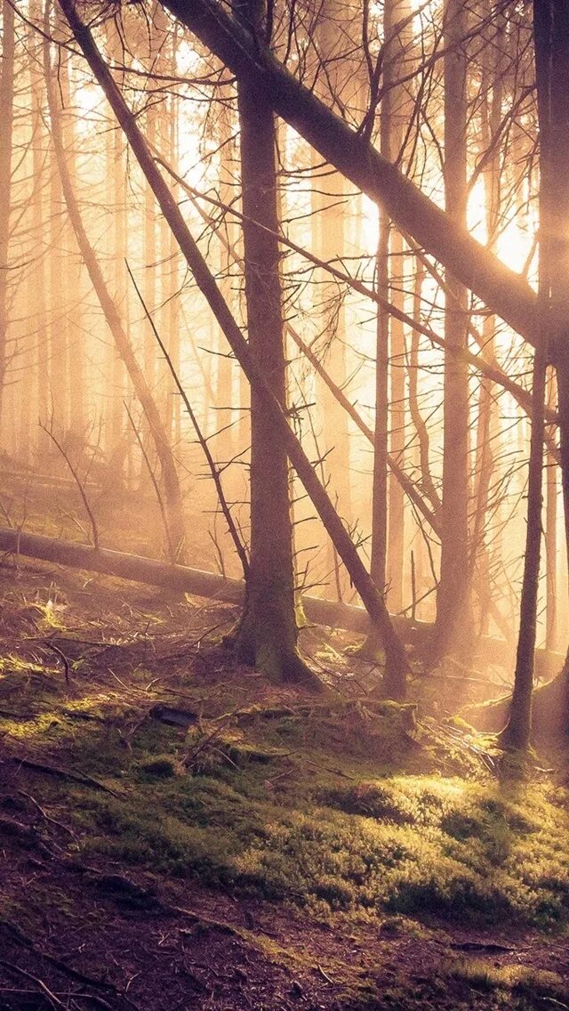 Стояла осень в солнце и туманах. Лес 1920 640. Se forest. Солнечный лес. Forests of dibella.