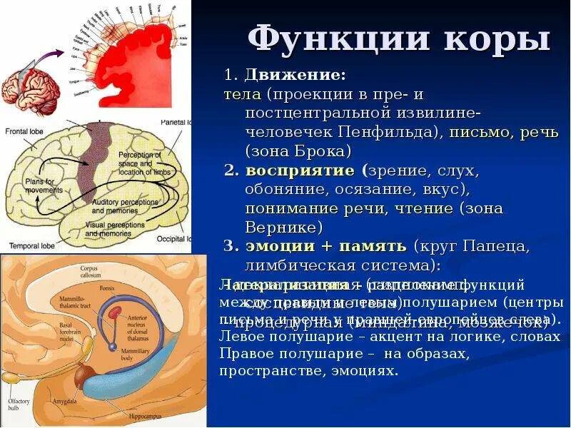 Передние отделы коры выполняют функции. Физиология коры головного мозга. Физиологические функции коры. Функции коры нервной системы. Корковые функции.