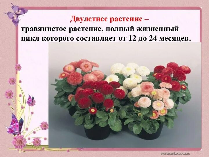 Какое растение является двулетним