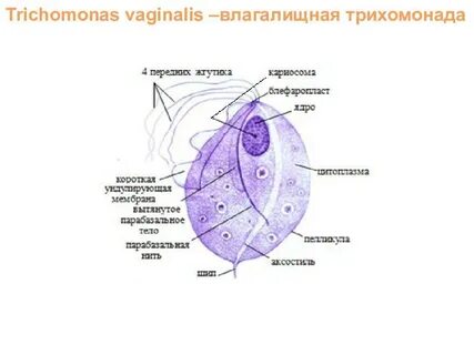 Trichomonas vaginālis