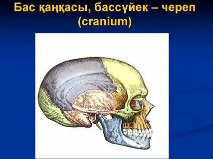 Бас сүйек