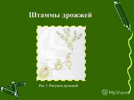 1 палочка дрожжей
