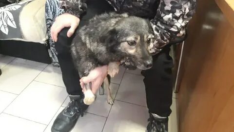Сука 24