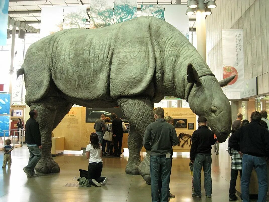 Масса самого большого животного на земле. Белуджитерий. Аралотерий и Индрикотерий. Шерстистый Индрикотерий. Самый большой носорог.