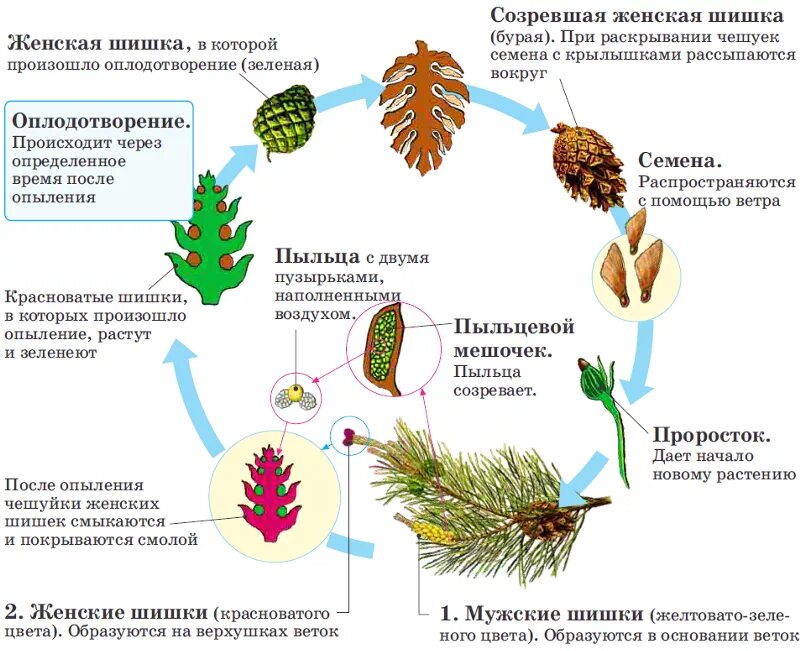 Голосеменные растения пыльца. Цикл развития голосеменных растений. Цикл развития голосеменных схема. Цикл размножения голосеменных. Цикл голосеменных схема.