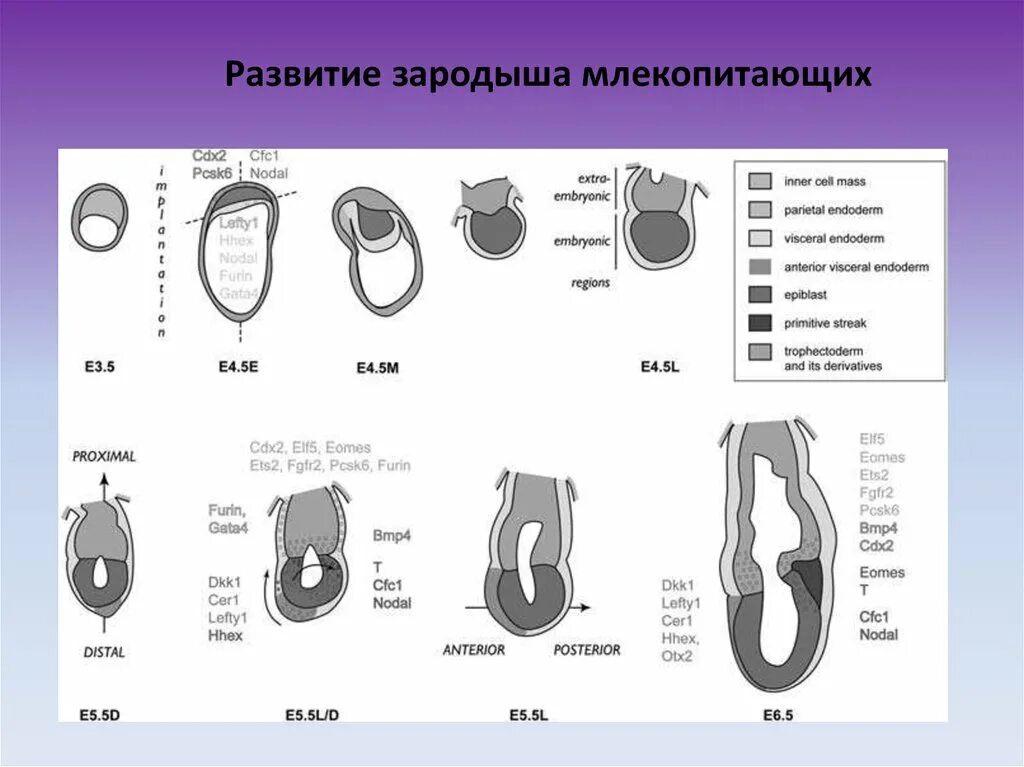 Зародыш млекопитающих. Развитие зародыша у млекопитающих. Эмбрион млекопитающего. Эмбриональное развитие млекопитающих.