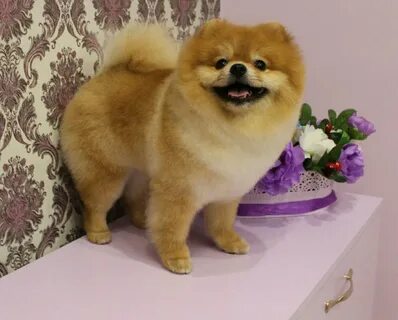 Шпица под медвежонка