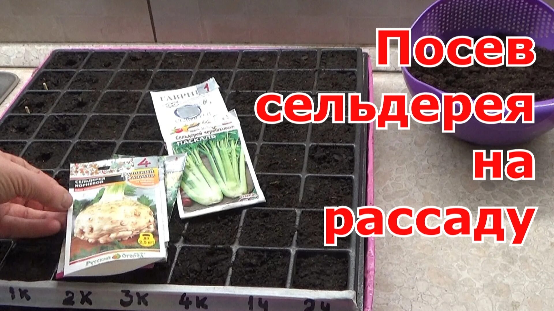 Сельдерей когда сеять на рассаду в 2025. Сельдерей посадка на рассаду. посеять сельдерей на рассаду. посев корневого сельдерея на рассаду. сельдерей посадка на рассаду черешковый.