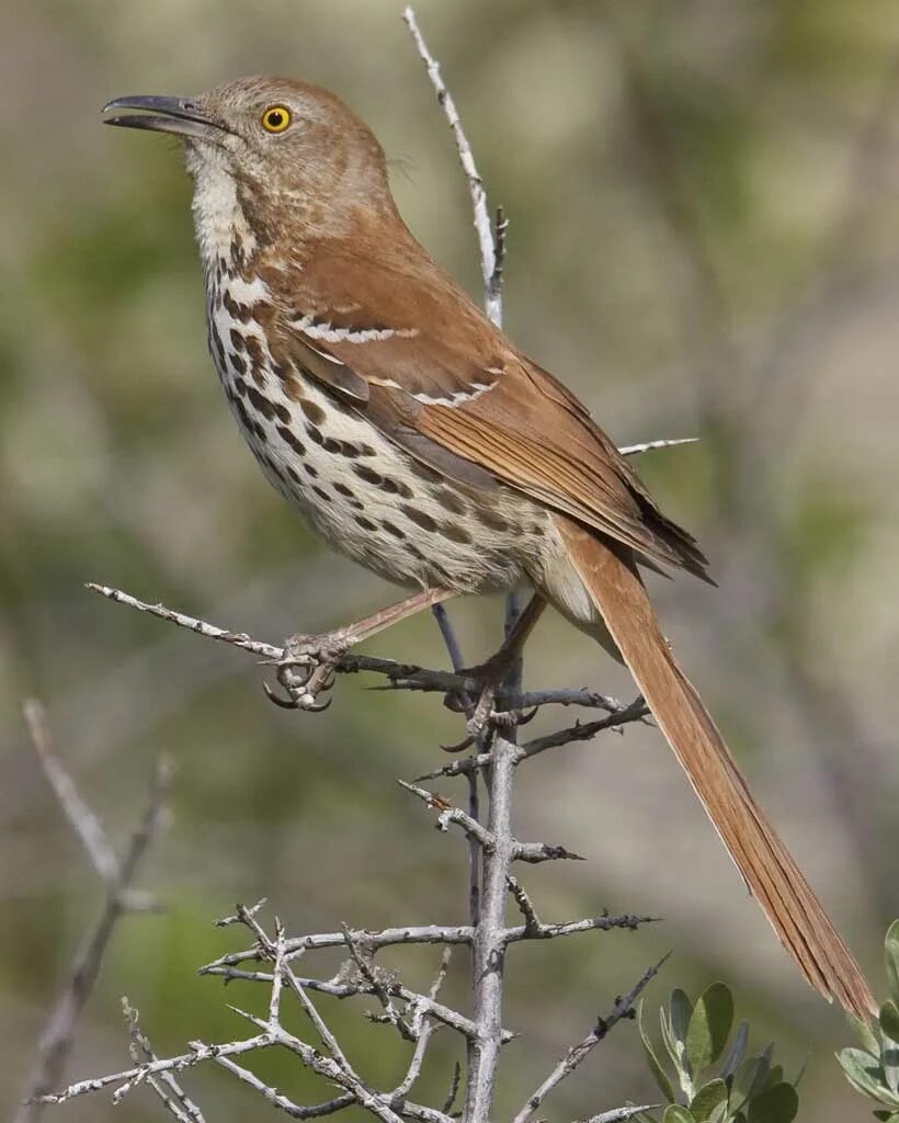 Коричневая птица с длинным хвостом. Brown Thrasher птица. Коричневая птица. Небольшая коричневая птица. Маленькая коричневая птичка.