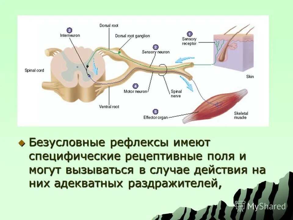 Безусловный внешний рефлекс. Безусловные рефлексы. Примеры безусловных рефлексов у человека. Безусловные рефлексы примеры картинки. Безусловный рефлекс это в анатомии.