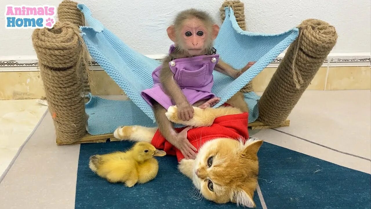 Обезьянка bibi из вьетнама. Обезьянка Bibi. Обезьяна би би. Monkey Bibi фото. Макака Bibi обезьяна фото.