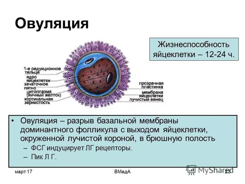 Разрыв овуляции