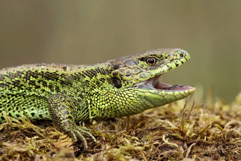 Lacerta Agilis. Lacerta Agilis brevicaudata. Прыткая ящерица.