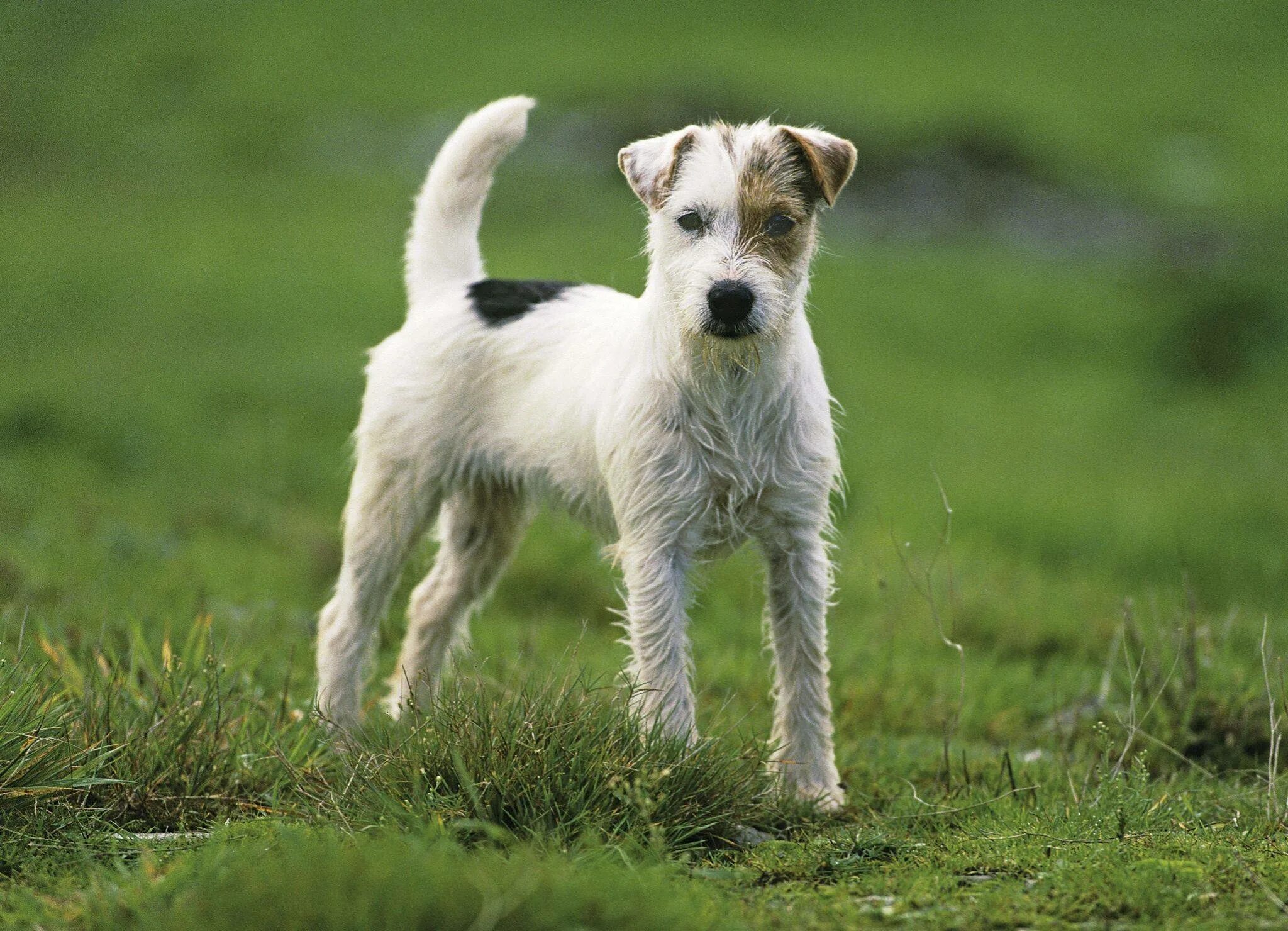 Уайт норвич терьер. Как правильно терьер. Австралийский йоркширский терьер. Глен оф имаал терьер терьеры. Как правильно терьер.