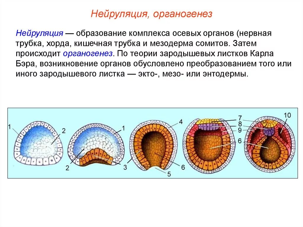 Образование мезодермы и комплекса осевых органов. Онтогенез нейруляция. Нейруляция и образование комплекса осевых органов. Нейруляция образование нервной трубки. Первая стадия зародышевого развития в результате которой